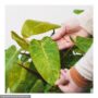 Philodendron – Prismacolor™ Painted lady – 4″ Pot